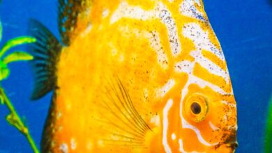 Japon balığı çok yemden ölür mü? hakkında bir görsel