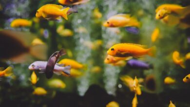 Japon balığı yem dışında ne yer? hakkında bir görsel