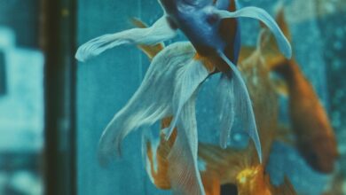 Japon balıkları duyar mı? hakkında bir görsel