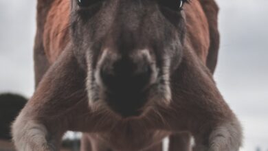 Kangurular Neden Geri Geri Yürüyemezler hakkında bir görsel