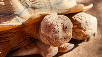 Kaplumbağa Nerede Barınır Ne ile Beslenir hakkında bir görsel