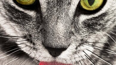 Kedi Tırmalaması Kuduz Aşısı Gerekli mi hakkında bir görsel