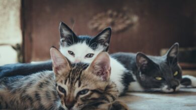 Kedi paraziti gözle görülür mü? hakkında bir görsel