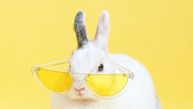 Kedigiller hangileri? hakkında bir görsel