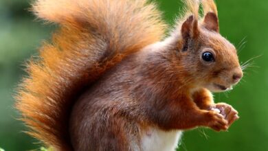 Kedigillerin atası kimdir? hakkında bir görsel