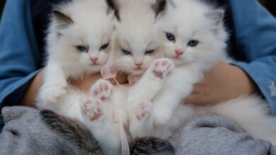 Kediler en çok neyi seviyor? hakkında bir görsel