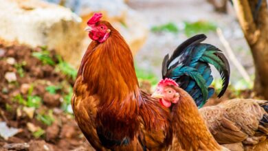 Kediler hangi aileye ait? hakkında bir görsel