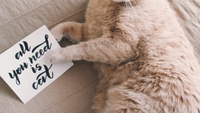 Kediler mutsuz olunca ne yapar? hakkında bir görsel