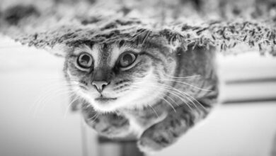 Kedilerde Uyuz belirtileri hakkında bir görsel