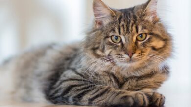 Kedilerde Zehirlenme belirtileri ne zaman ortaya çıkar? hakkında bir görsel