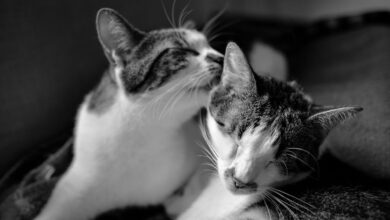 Kedim Geceleri Çok Miyavlıyor