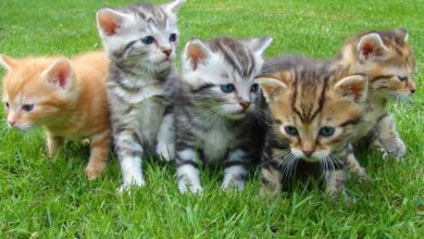 Kedinin ağrısı olduğunu nasıl anlarız? hakkında bir görsel