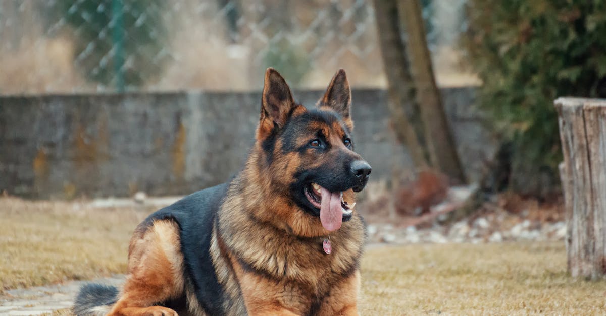 Köpekler-neden-kokulu-gaz-çıkarır?-577.jpeg