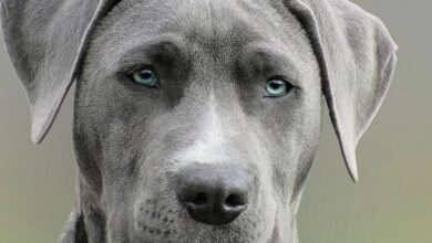 Köpekler üzüntüden hasta olur mu? hakkında bir görsel