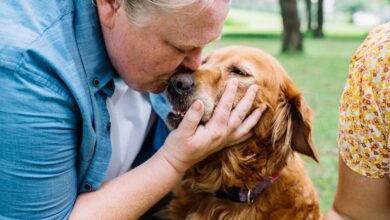 Köpeklerin bağışıklık sistemi nasıl güçlendirilir? hakkında bir görsel