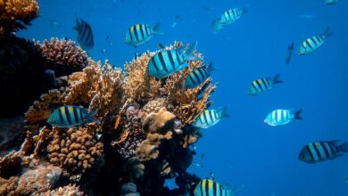 Küçük akvaryumda hangi balıklar yaşar? hakkında bir görsel