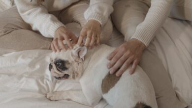 Masrafsız Köpek Cinsi