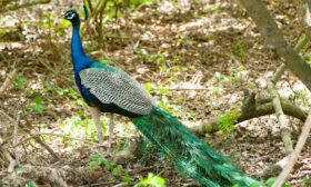 Muhabbet kuşu evde kaç yıl yaşar? hakkında bir görsel