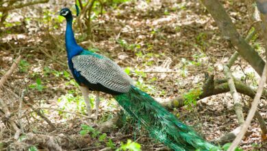 Muhabbet kuşu evde kaç yıl yaşar? hakkında bir görsel