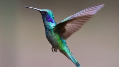 Muhabbet kuşu hangi isimleri kolay söyler? hakkında bir görsel