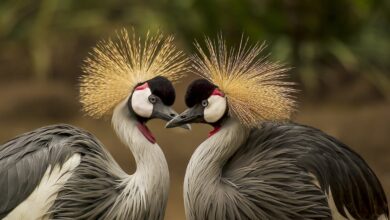 Muhabbet kuşu tüy döküyor ne yapmalıyım? hakkında bir görsel