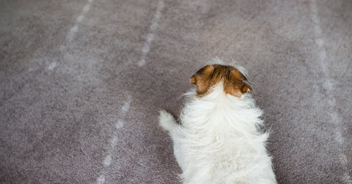 Mutluluk,-Huzur,-Evcil-Hayvanlar,-Bakım,-İlgilenme -115.jpeg