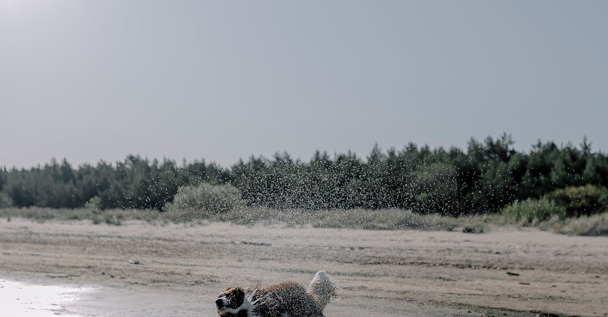 Mutluluk,-Huzur,-Evcil-Hayvanlar,-Bakım,-İlgilenme -501.jpeg