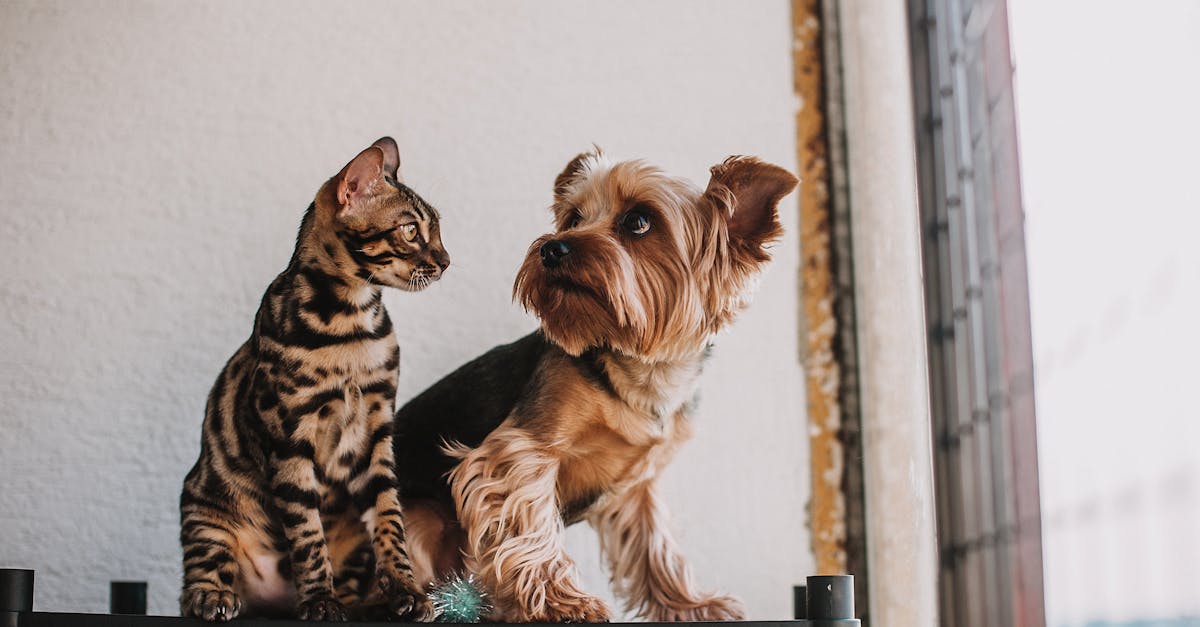 Oyunlar,-Evcil-Hayvanlar,-Eğlence,-Aktiviteler -222.jpeg