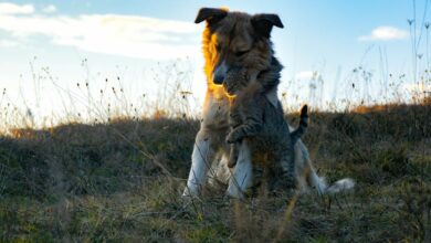 Oyunlar, Evcil Hayvanlar, Eğlence, Aktiviteler hakkında bir görsel