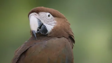 Papağan Türleri ve Bakımı