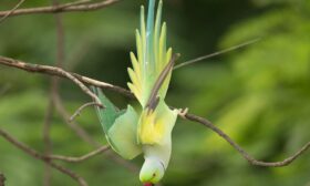 Papağan humması ne demek? hakkında bir görsel