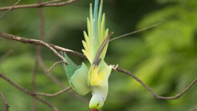 Papağan humması ne demek? hakkında bir görsel