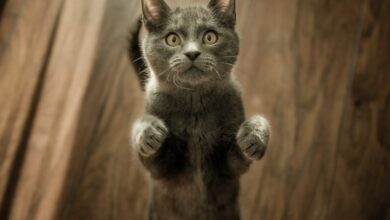 Parol kediye verilir mi? hakkında bir görsel