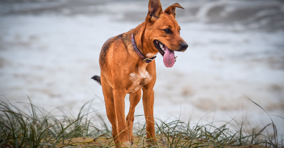 Safkan-Pinscher-Nasıl-Anlaşılır-926.jpeg