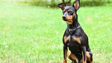 Safkan Pinscher Nasıl Anlaşılır hakkında bir görsel