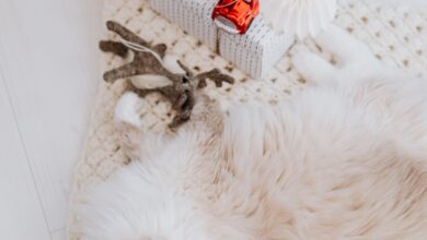 Sağlık, Evcil Hayvanlar, Uzun Yaşam, Bakım hakkında bir görsel