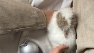 Tavşan en çok ne yer? hakkında bir görsel