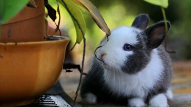 Tavşan ne yememeli? hakkında bir görsel