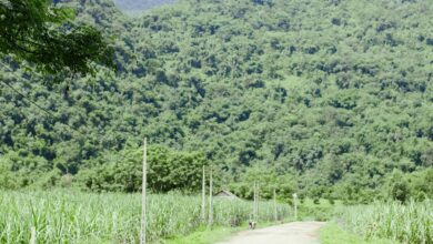 Temizlik, Hijyen, Evcil Hayvanlar, Bakım, Sağlık hakkında bir görsel