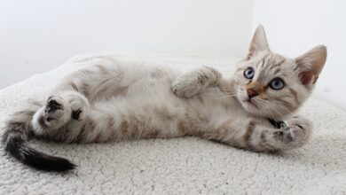 Toxoplasma Gondii hakkında bir görsel