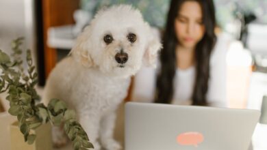 Toy Poodle Kaç yıl yaşar hakkında bir görsel