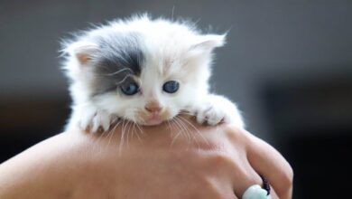 Yavru Kedi hakkında bir görsel