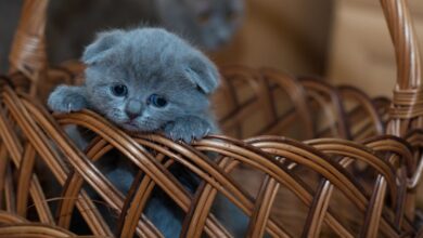 Yavru Kediye Süt Verilir mi hakkında bir görsel