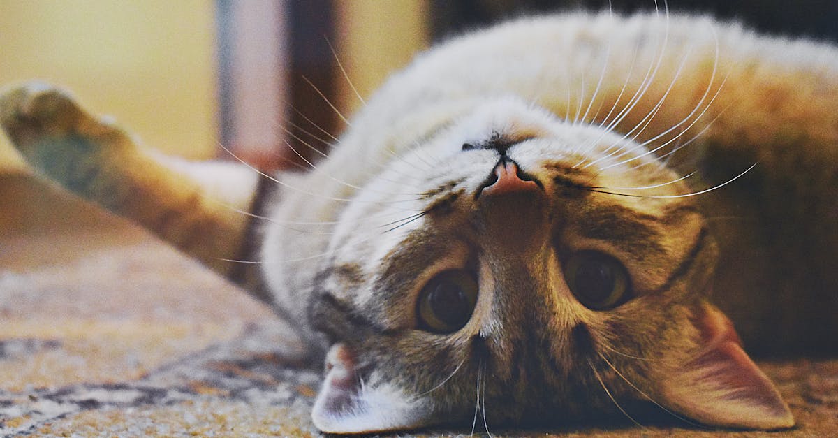 Yavru-kedi-bakımı-680.jpeg
