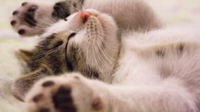 Yavru kedi bakımı hakkında bir görsel