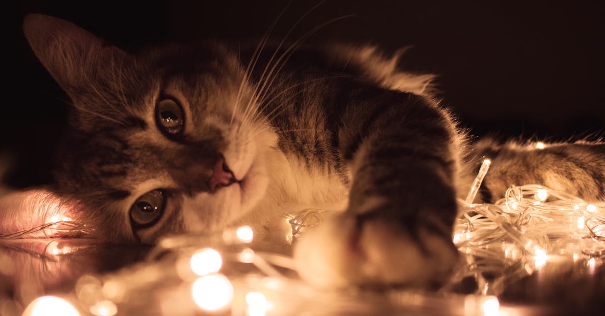 Yavru-kedi-bakımı-260.jpeg