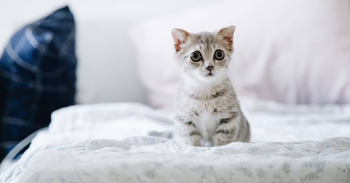 Yavru-kedi-beslenmesi-583.jpeg