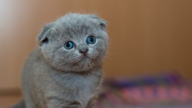 Yavru kedi beslenmesi hakkında bir görsel