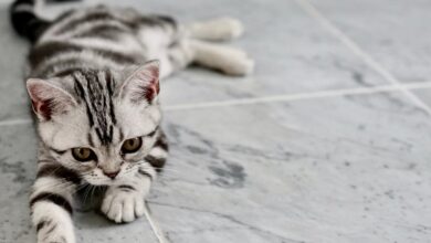 Yavru kedi eğitimi hakkında bir görsel