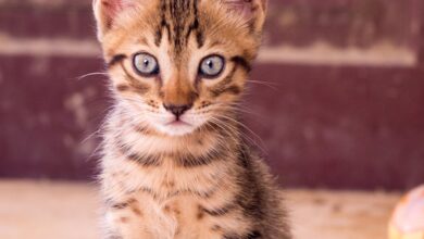 Yavru kedi sağlığı hakkında bir görsel
